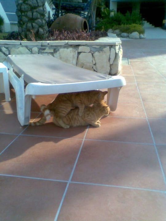 Was machen die da? PALOMA Perissia