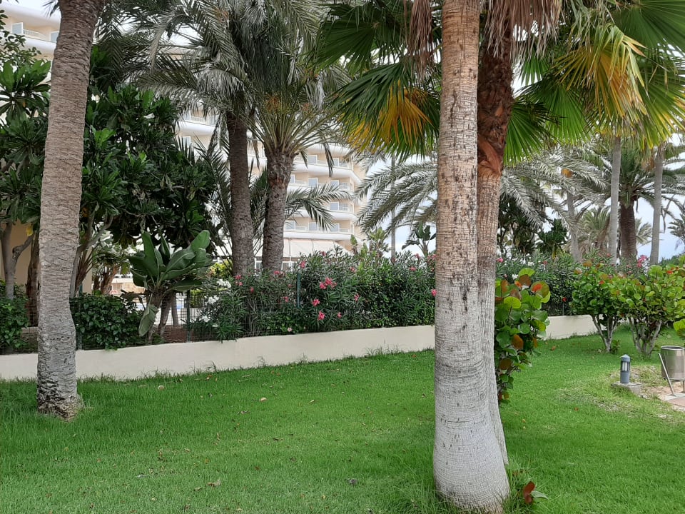 Gartenanlage Hotel Riu Oliva Beach - Hotel