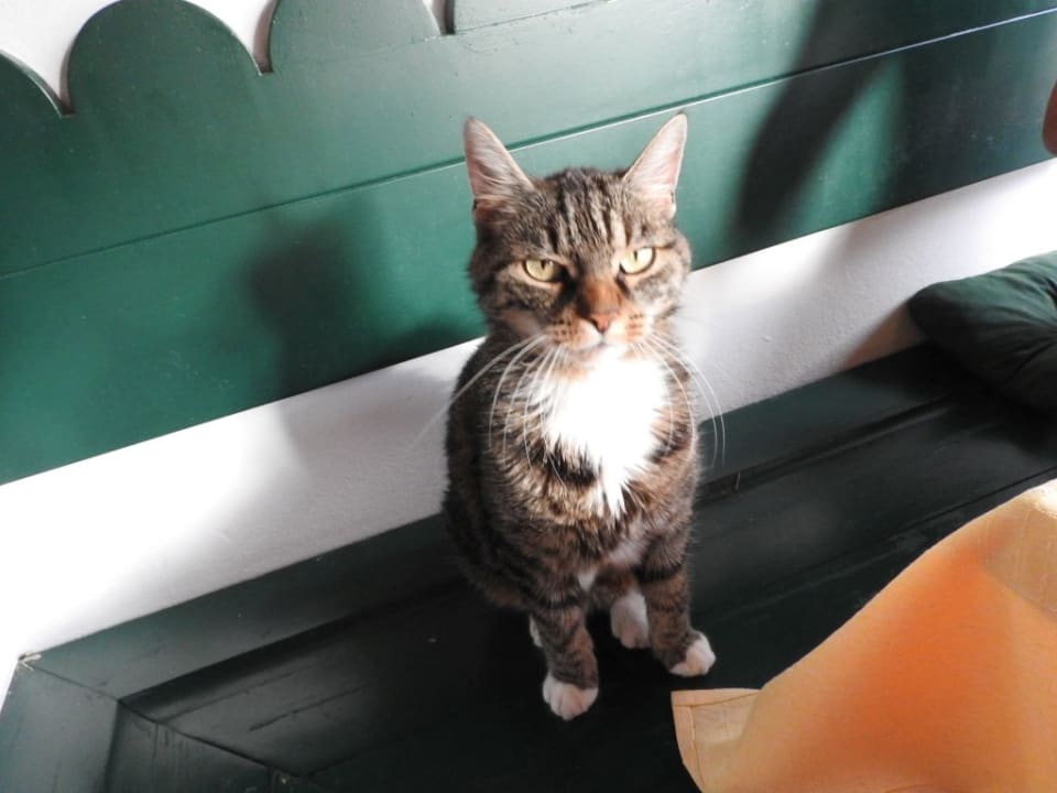 Hauskatze Julia Gasthof Hohlwegwirt