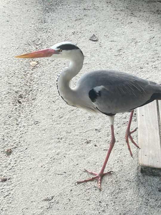 Strand Vilamendhoo Island Resort & Spa