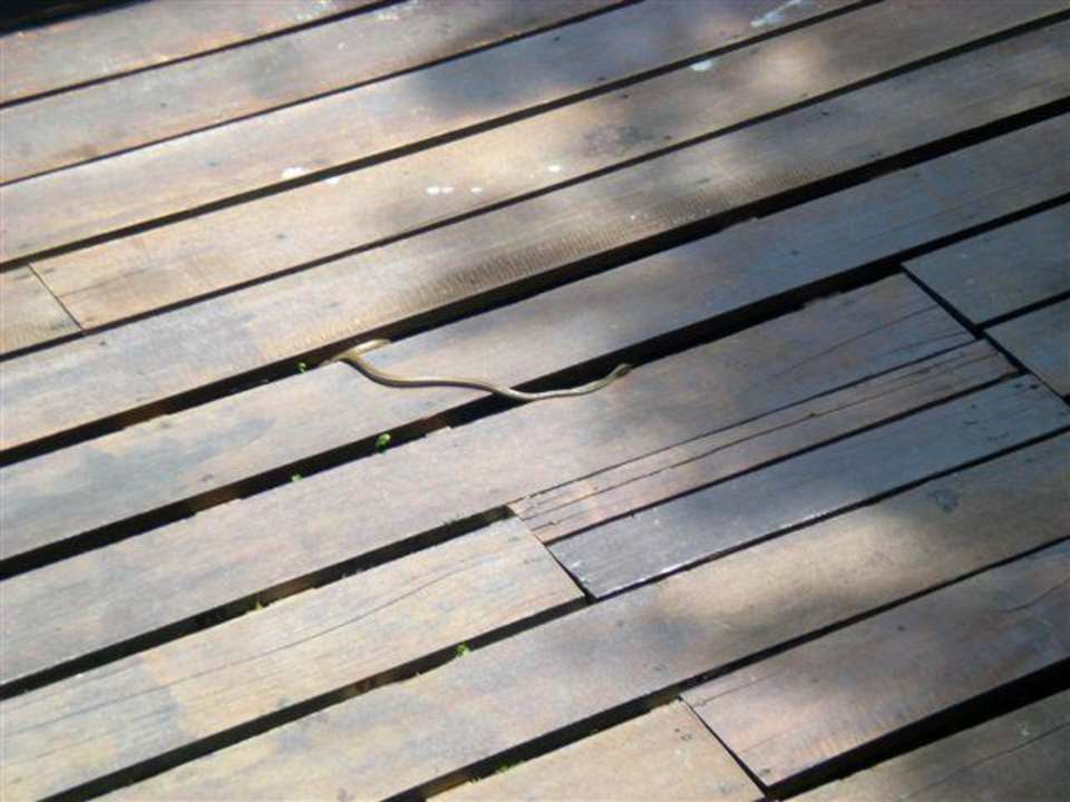 Schlange am Pool D'coconut Island Resort