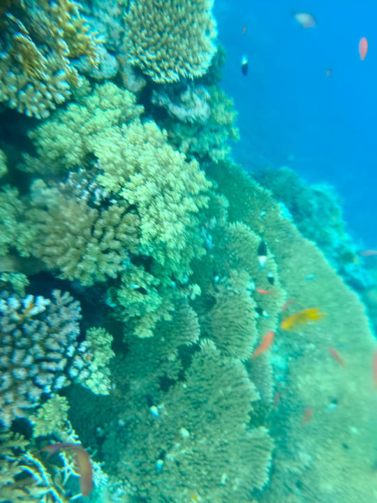 Strand Serenity Alma Heights