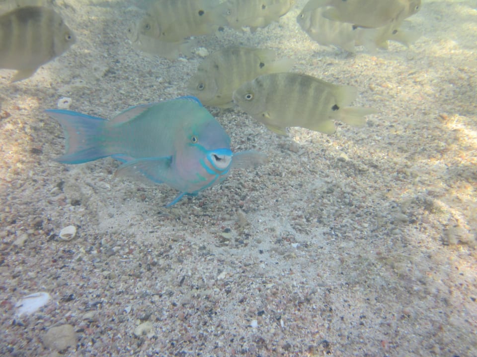 Papageifisch Three Corners Sea Beach Resort