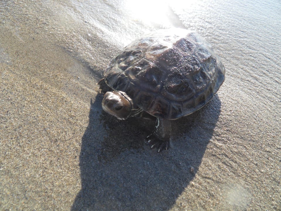 Schildi aus dem Meer Hotel Yetkin