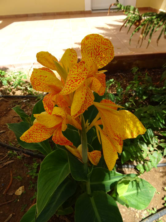 Gartenanlage Hotel Astra Village