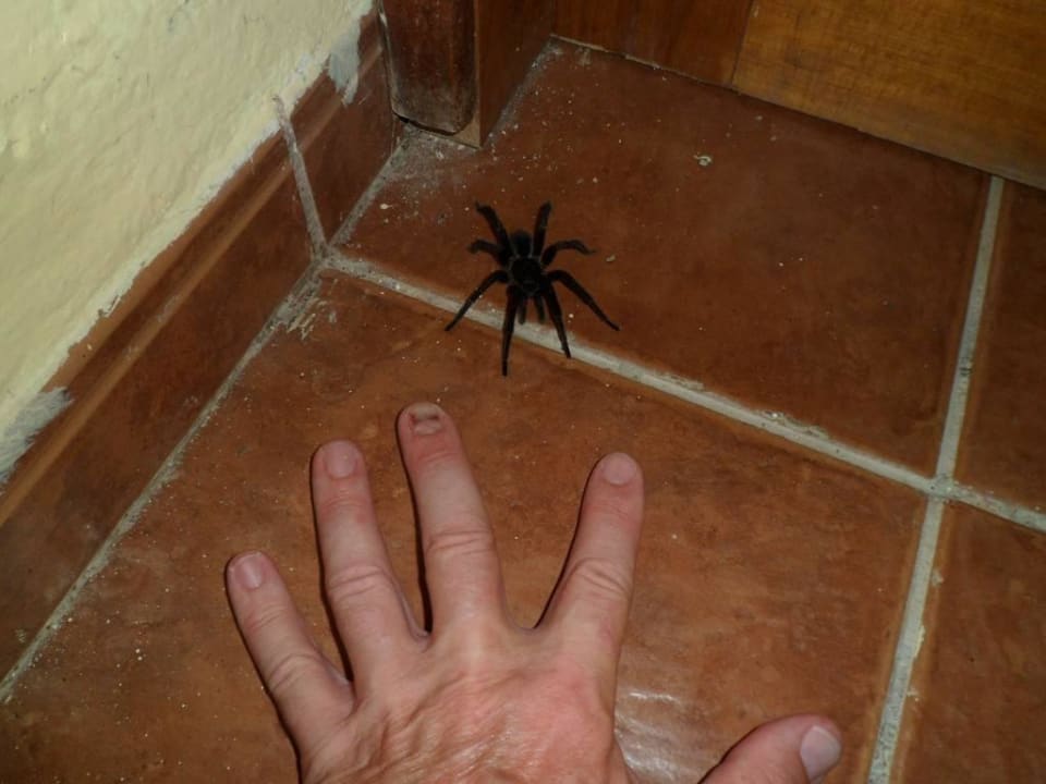 Vogelspinne vor unserem Zimmer Brisas Guardalavaca Hotel & Villas