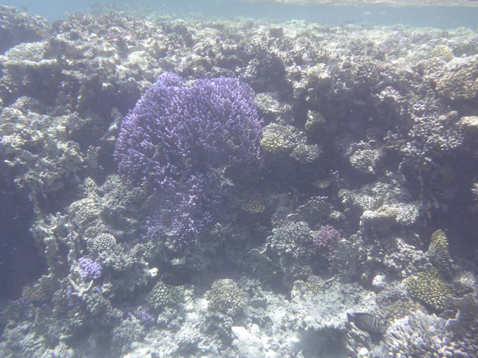 Sonstiges Sentido Reef Oasis Suakin