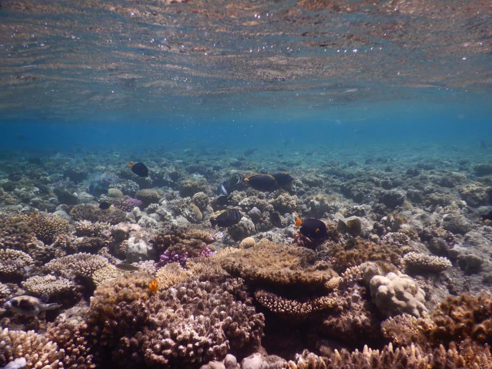 Sport & Freizeit Shams Alam Beach Resort