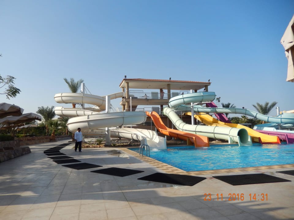 Das macht viel Spaß Desert Rose