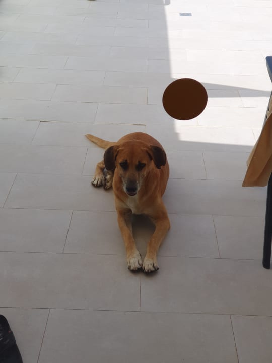 Sonstiges Hotel Riu Palace Boavista