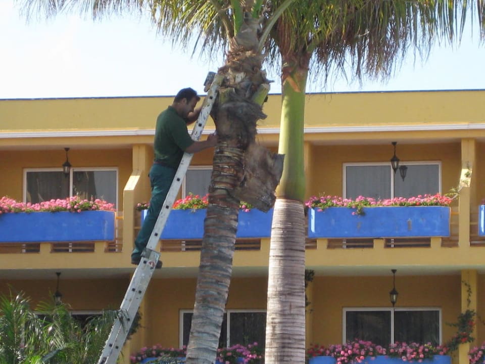 Palmenpflege Club Hotel Drago Park