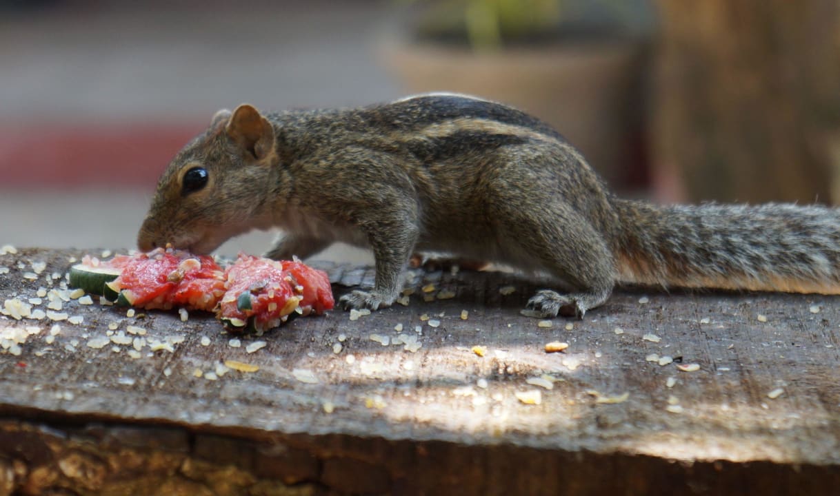 Palm-(Streifen-)Hörnchen Hotel Bentota Village