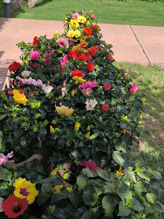 Gartenanlage allsun Hotel Malia Beach