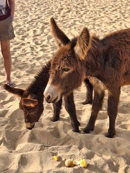 Strand Hotel Riu Touareg