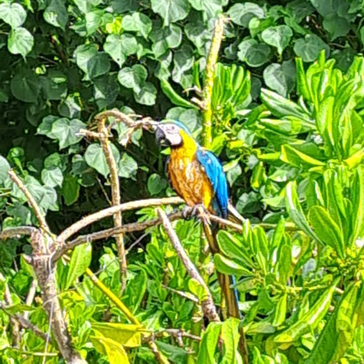 Gartenanlage Centara Ras Fushi Resort & Spa Maldives
