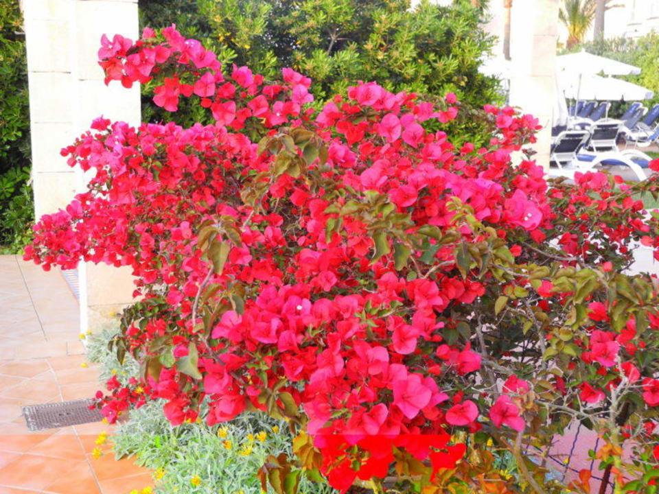 Ogrod Playa Garden Selection Hotel & Spa