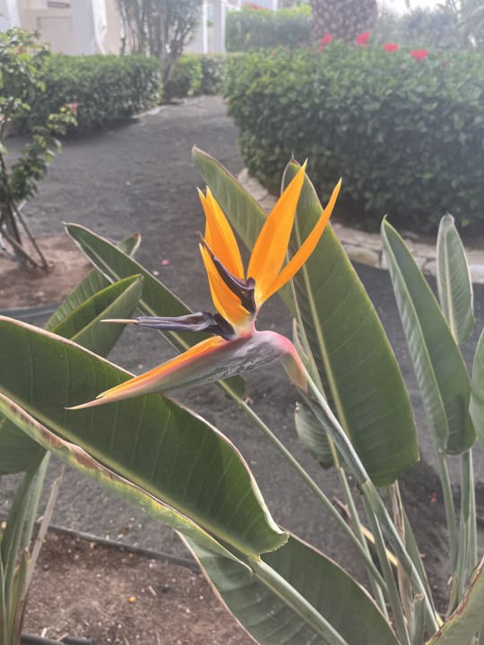 Gartenanlage Marina Playa Suite Hotel