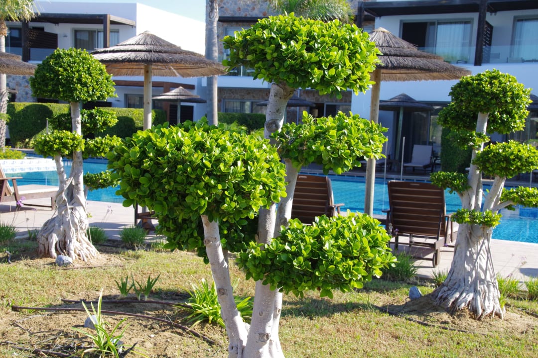 Liebevoll gepflegter Garten TUI BLUE Palazzo del Mare