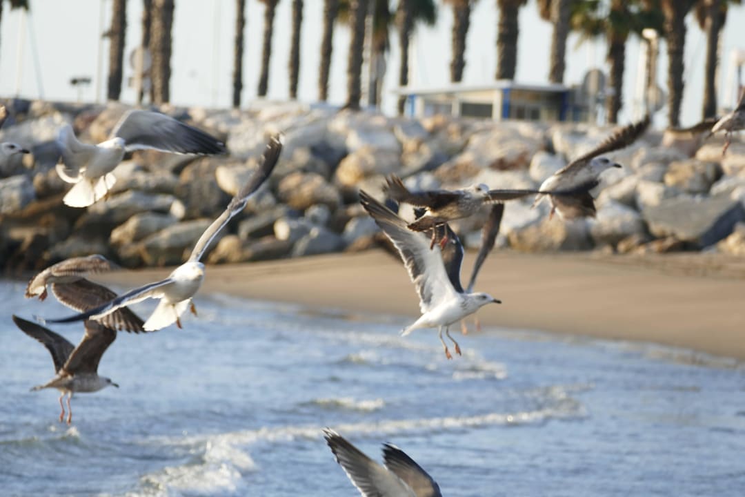 Strand Hotel Riu Nautilus - Adults only