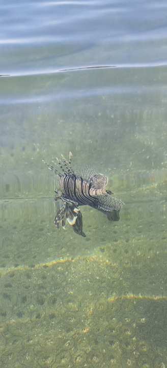 Strand Steigenberger Coraya Beach - Adults only