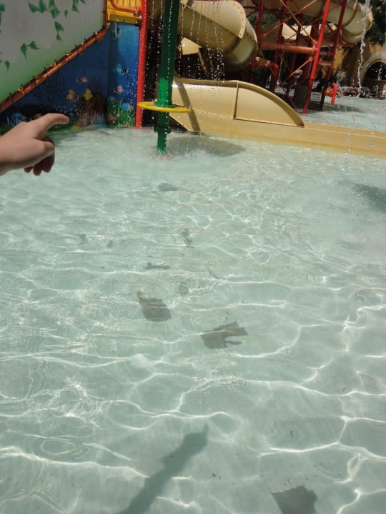 Pool mit Fliesenbeschädigungen Grand Waterworld Makadi & Family Star Makadi