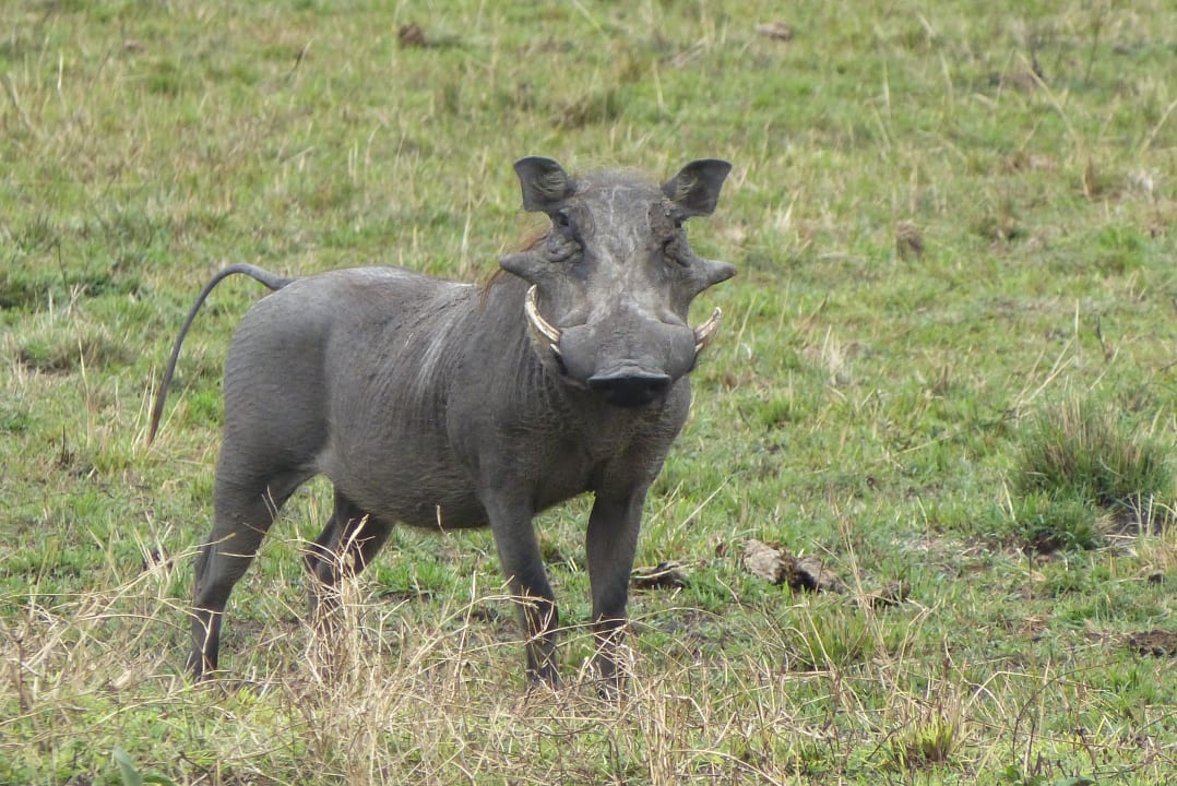 Sonstiges Aruba-Mara Camp