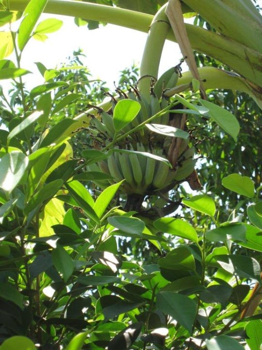 Bananenbaum Hotel The Kabiki