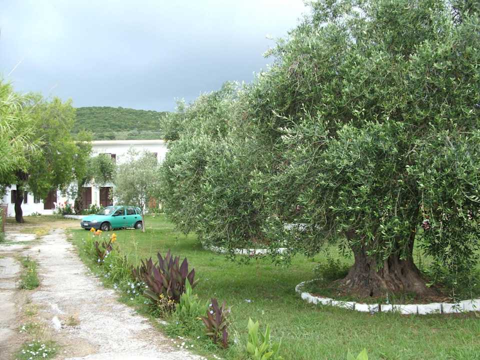 The garden in the front of the hotel Hotel Fire Fly
