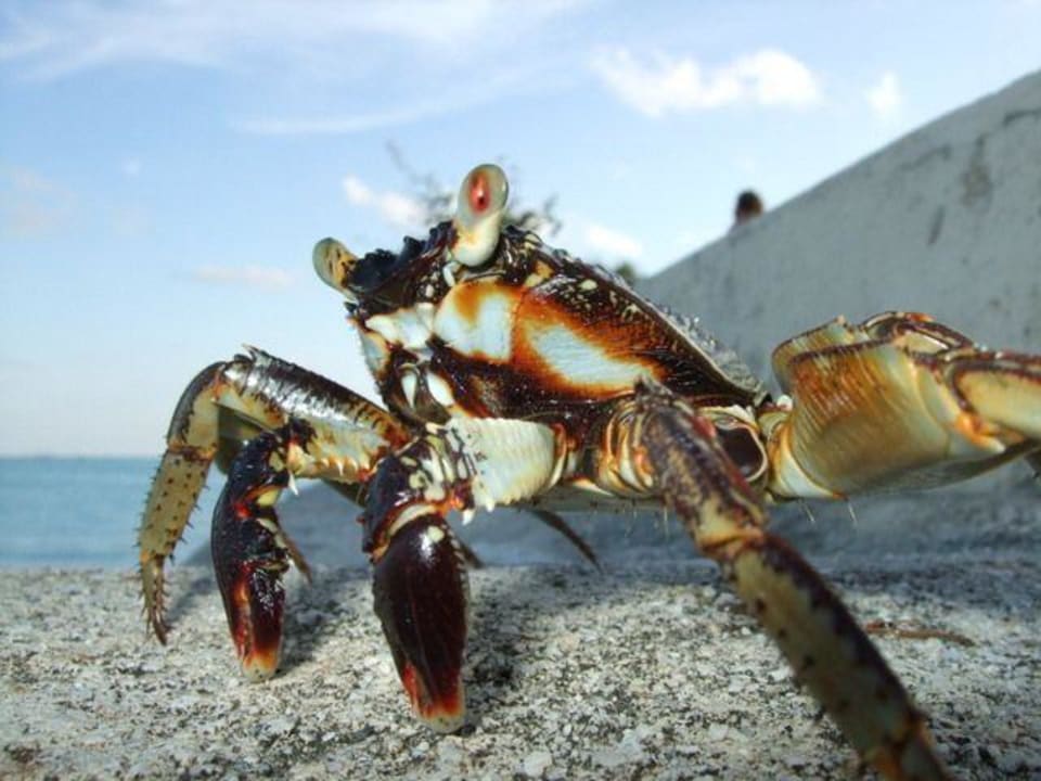 Strandkrabbe Summer Island Maldives