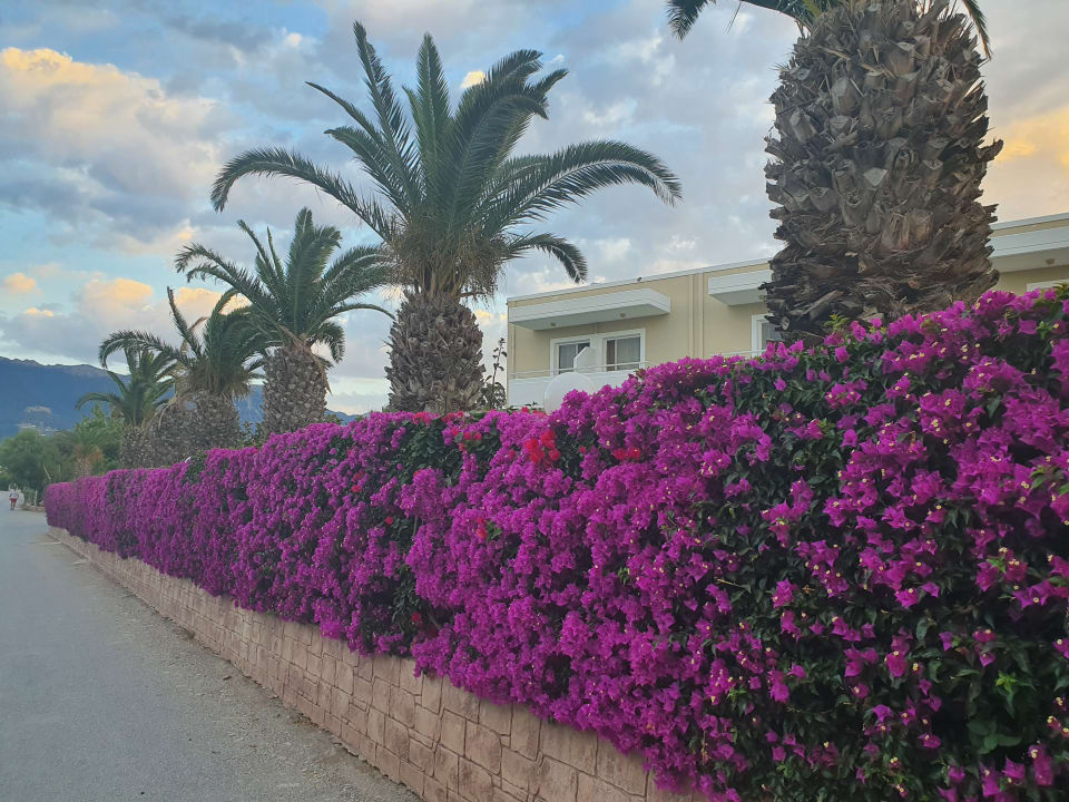 Gartenanlage Corali Hotel