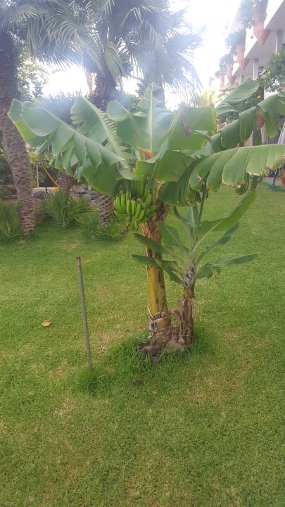 Gartenanlage Apartamentos Nogalera