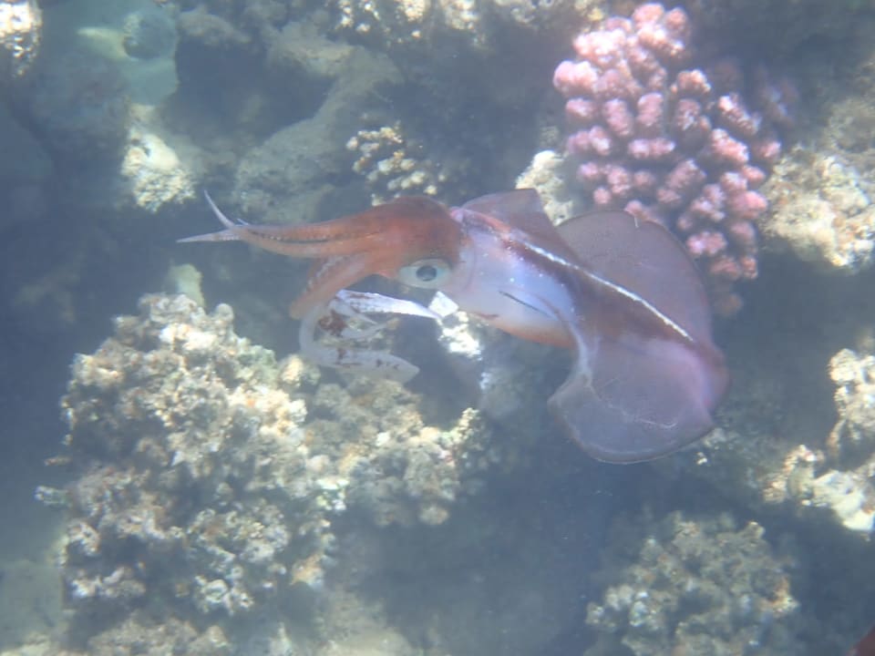 Sport & Freizeit Three Corners Equinox Beach Resort