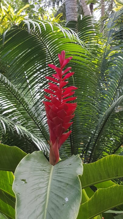 Pflanzen Kuramathi Maldives