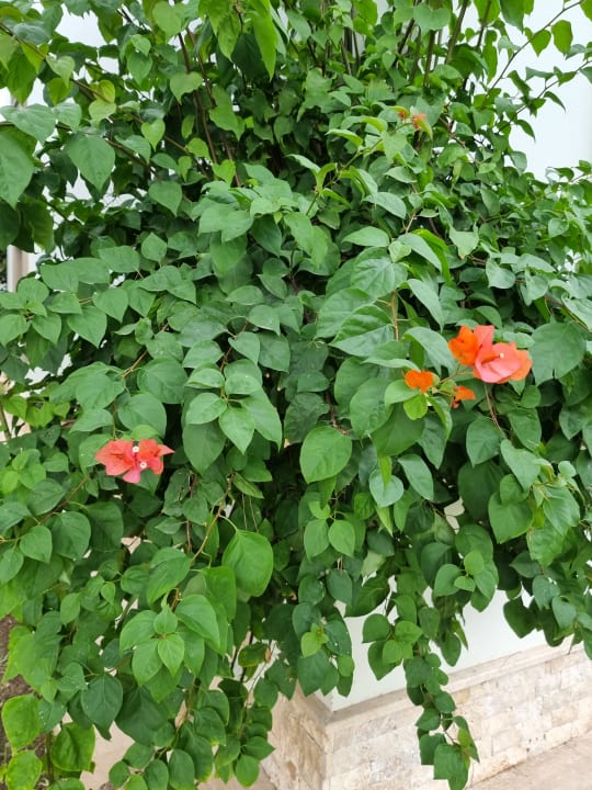 Gartenanlage Marvida Family Eco