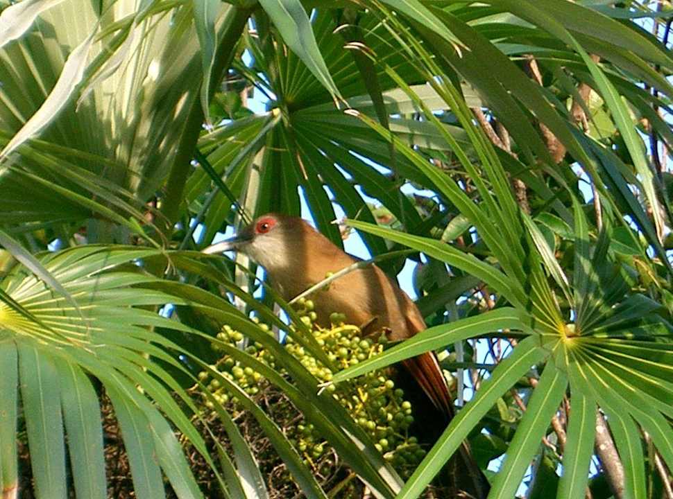 Karibische Kuckucksart beim Hotel Blau varadero - Adults only