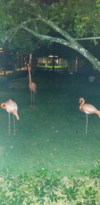 Gartenanlage Dreams La Romana Resort & Spa