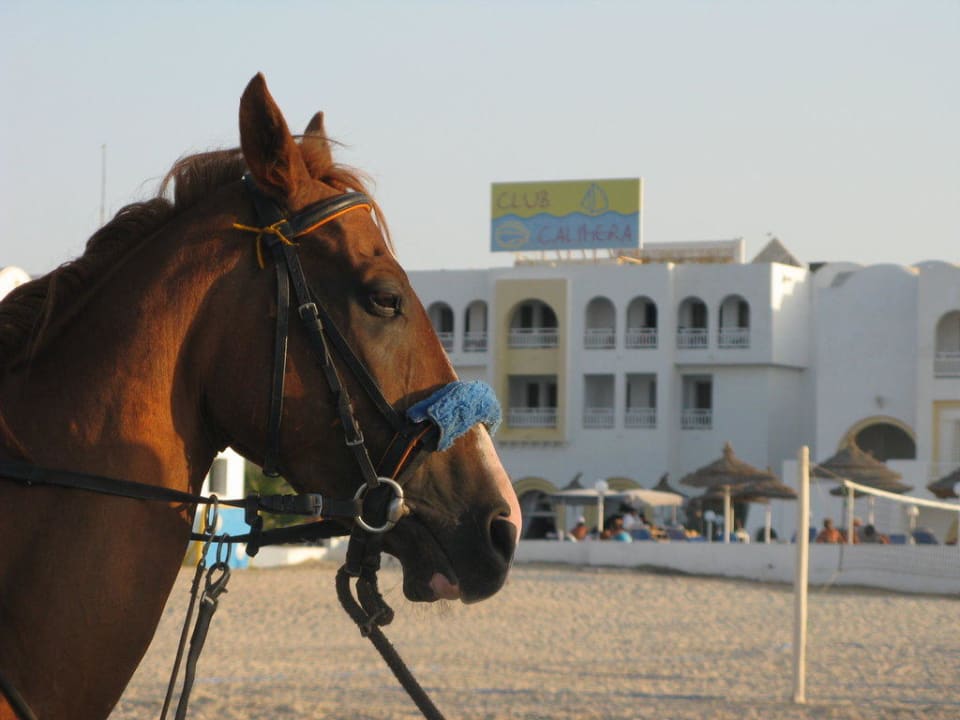 Reitpferd am Strand Calimera Yati Beach