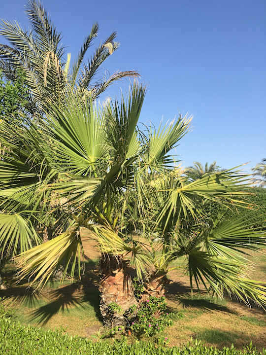 Gartenanlage Fantazia Resort Marsa Alam