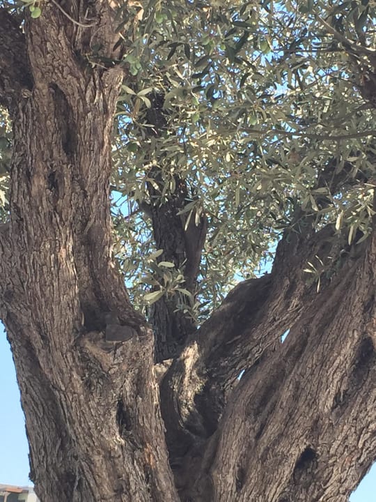 Olivenbaum SENTIDO Port Royal Villas & Spa