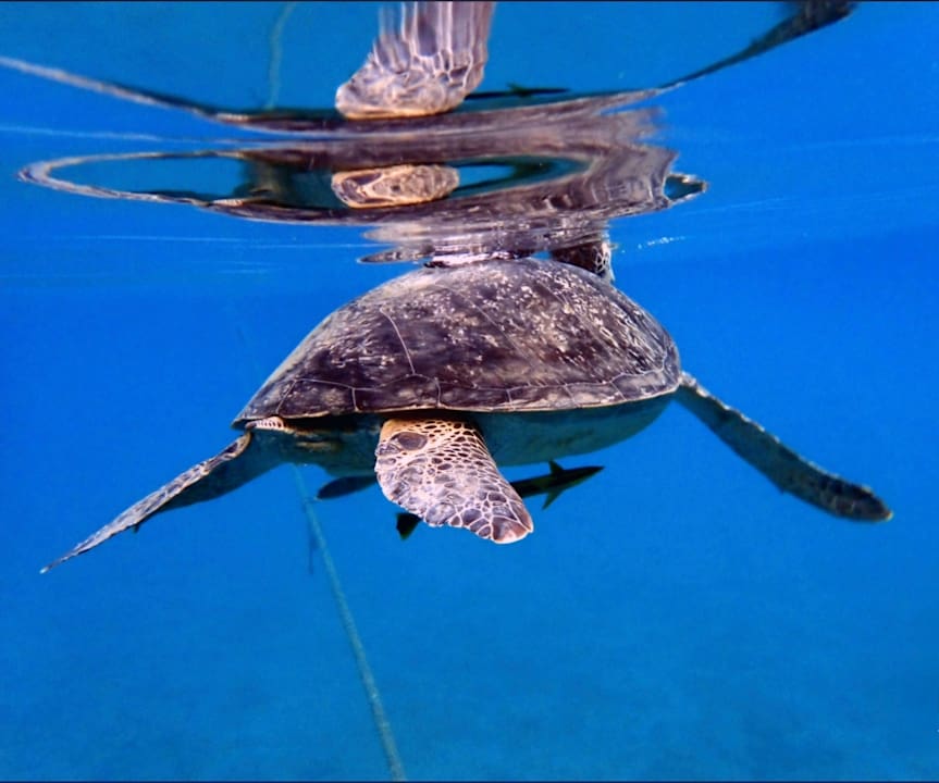 Strand Three Corners Equinox Beach Resort