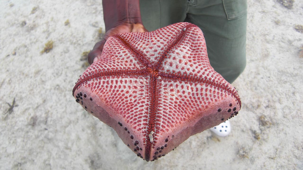 Seestern Rückseite lebend Karafuu Beach Resort & Spa