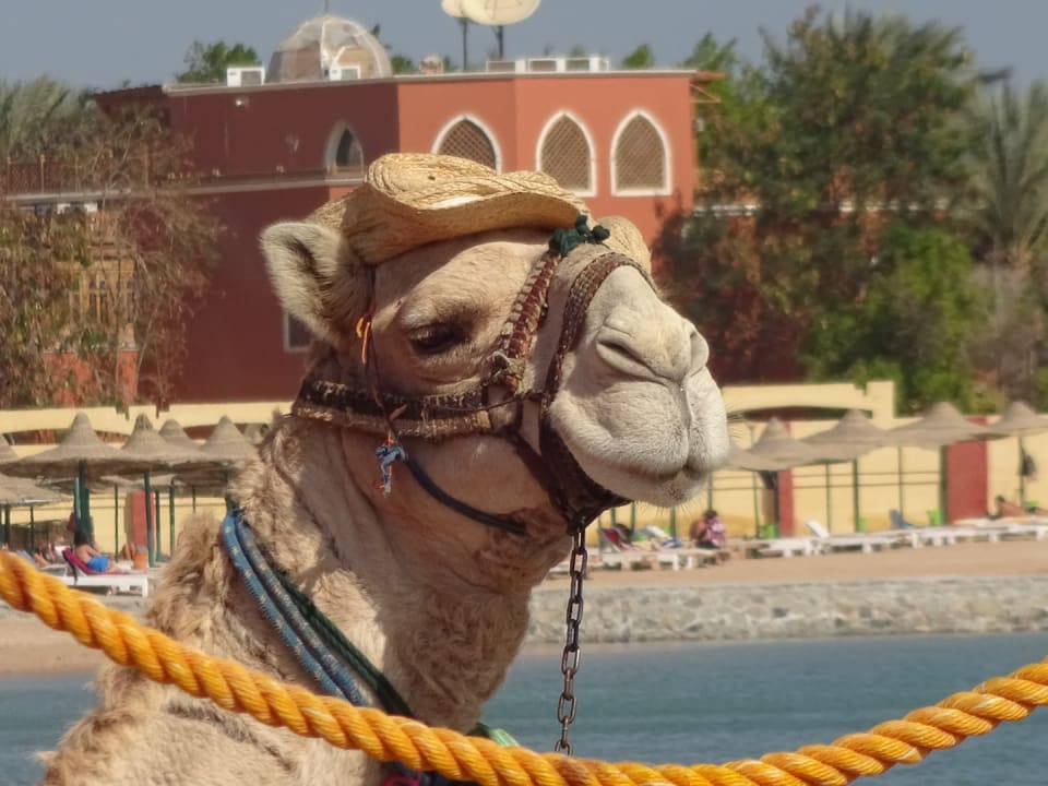 Sonstiges Pickalbatros White Beach Resort - Hurghada