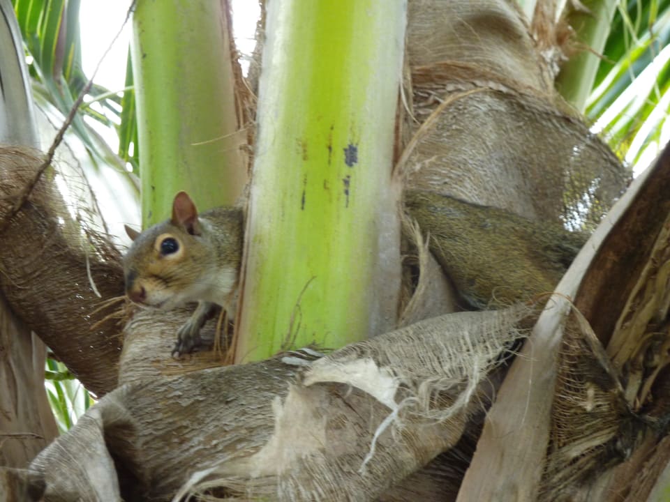 Ein Hausgast  Hotel Manatee Bay Inn B&B