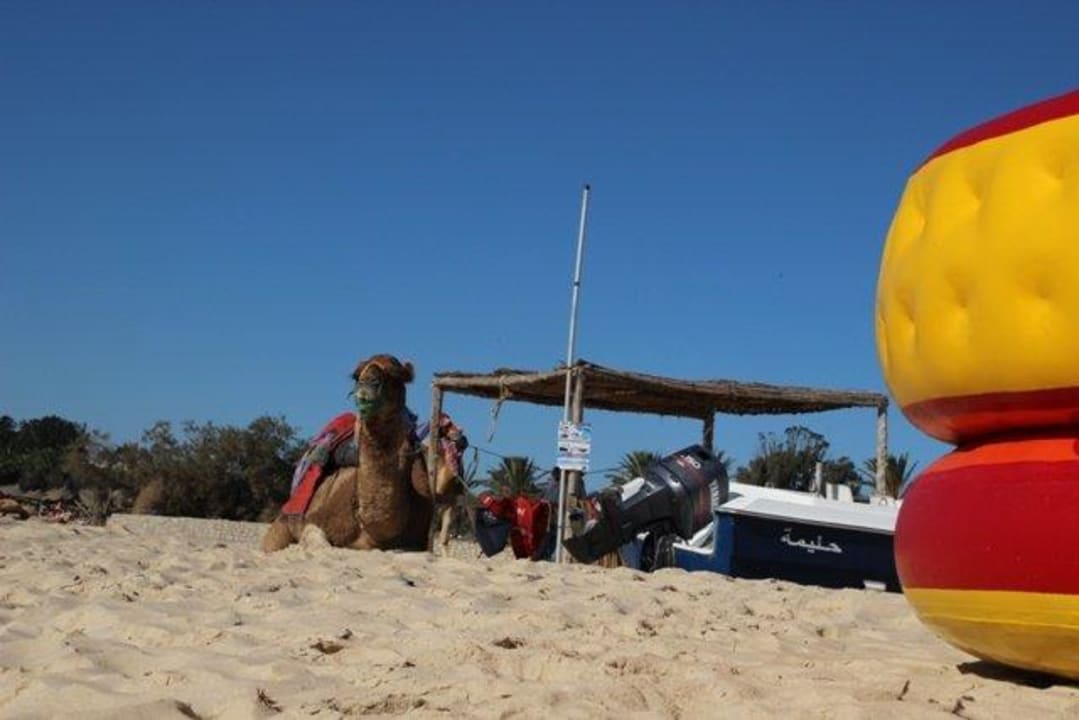 Kamel Pause am Strand The Orangers Beach Resort and Bungalows