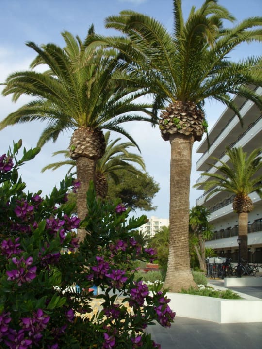 Der Eingangsbereich vom Hotel allsun Hotel Bahia del Este