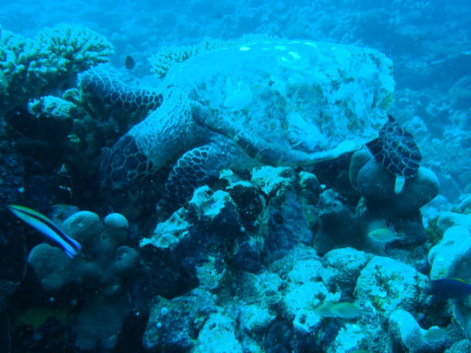 Schildkröten in Hülle und Fülle Eri Maldives