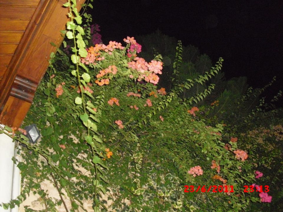 Überall im Pool diese prachtvollen Blüten  Dogan Hotel by Prana Hotels & Resorts