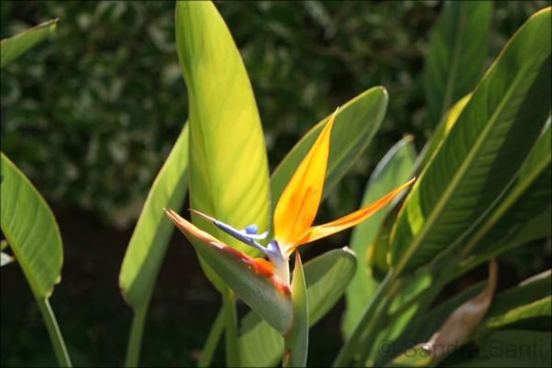 Blumen  Palm Beach Resort
