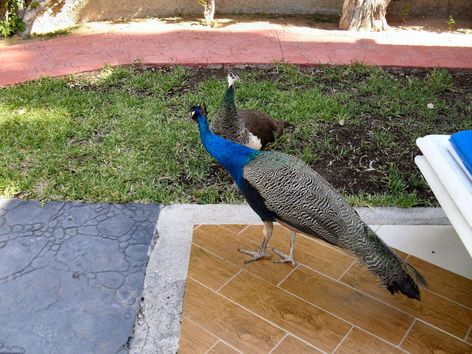 Haustiere im Miraflor Suites HL Miraflor Suites Hotel