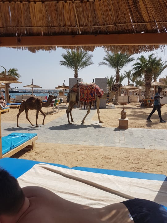 Strand Pickalbatros Aqua Park Resort - Hurghada